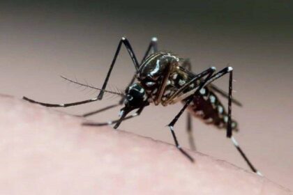 Brasil registra maior número de contaminados por dengue em duas décadas