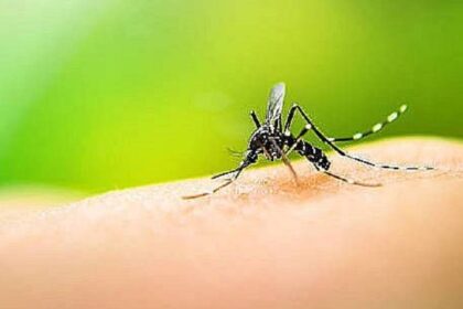 Brasil registra mais de 3 mil mortes por dengue em 2024; Bahia com mais de 80 óbitos