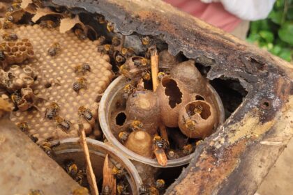 Impactos dos agrotóxicos na mobilidade e sistema imunológico das abelhas nativas: pesquisa revela consequências nocivas