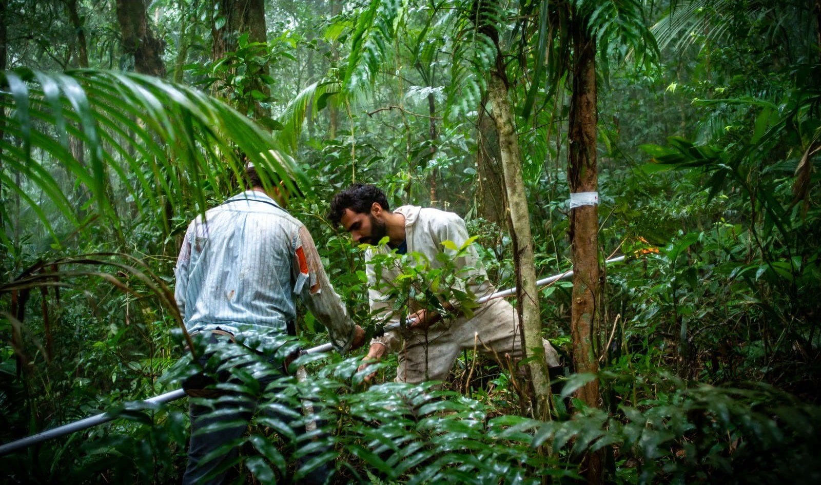 Estudo sugere simplificação da legislação da Mata Atlântica para fortalecer a conservação