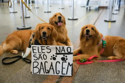 Câmara dos Deputados aprova projeto que obriga aéreas a rastrear transporte de pets