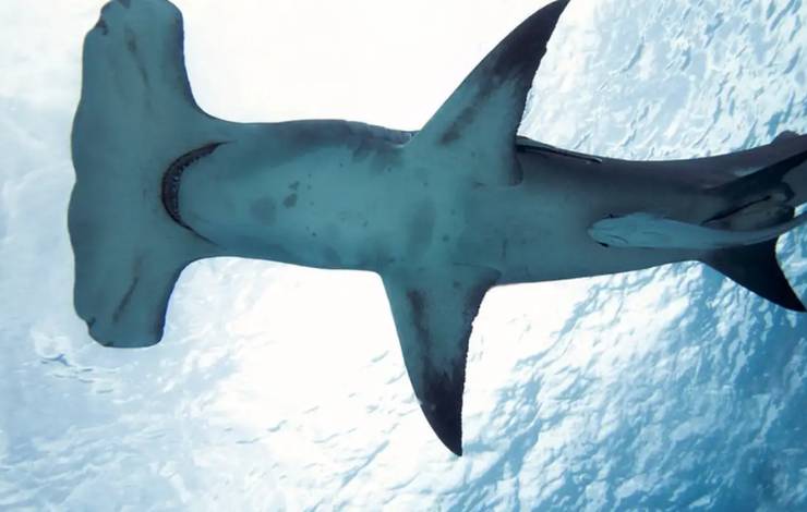 Método brasileiro evita pesca acidental de tubarões e raias