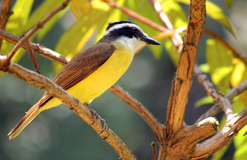 Unesp: Estudo sobre a percepção da biodiversidade urbana pelos cidadãos