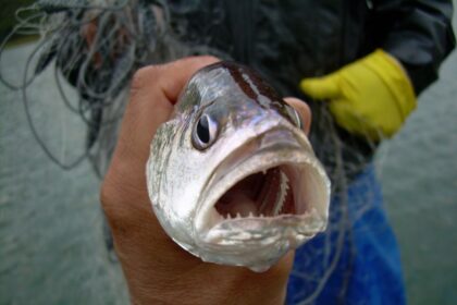 Introdução de peixe amazônico em reservatório de São Paulo afeta diversidade de espécies locais