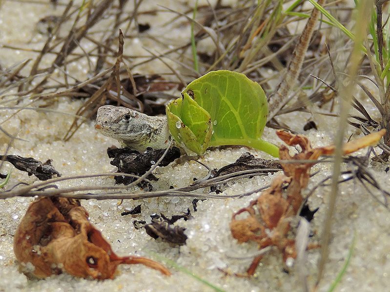 Fenômenos naturais colocam em risco 10% das espécies de vertebrados terrestres globalmente