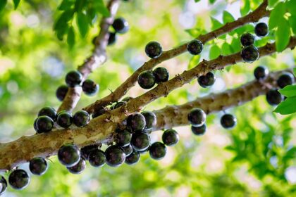 Método inovador para extração de antioxidante e corante da casca de jabuticaba de forma otimizada