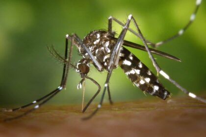 Aedes aegypti, o mosquito da dengue via Pexels