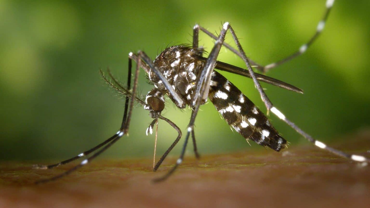 Aedes aegypti, o mosquito da dengue via Pexels