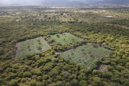 Polícia Federal destrói plantação de maconha em Andorinha