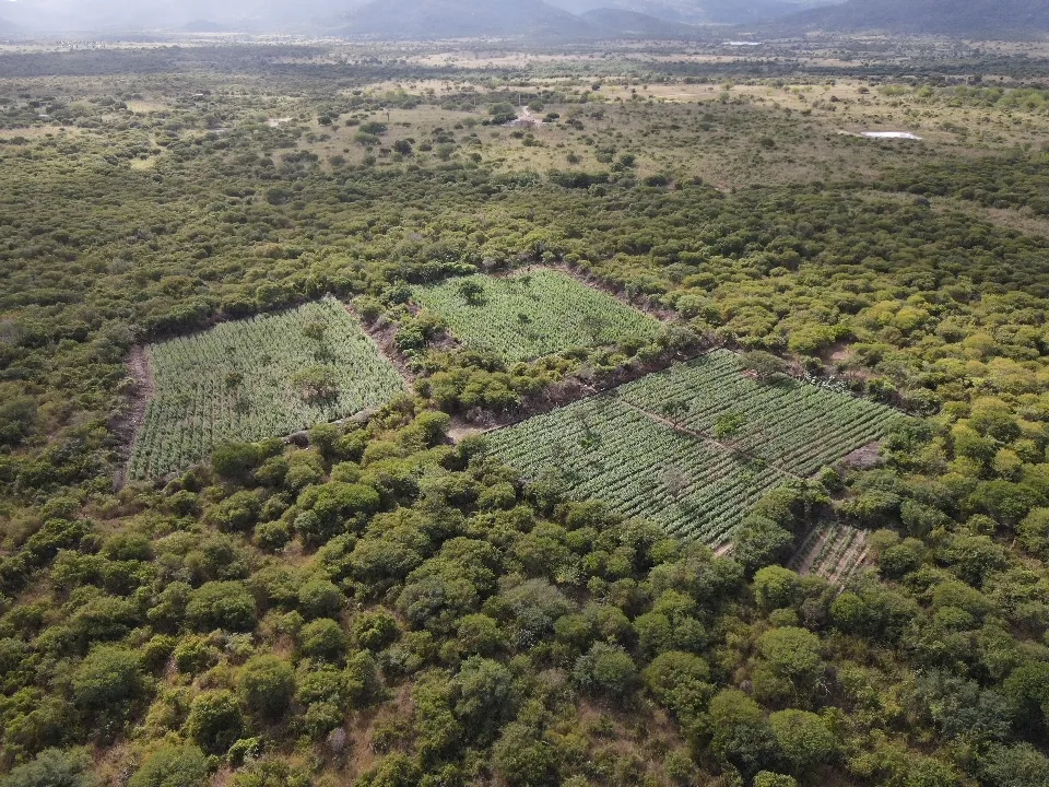 Polícia Federal destrói plantação de maconha em Andorinha