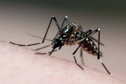 Brasil lidera casos de dengue com 6,3 mi prováveis