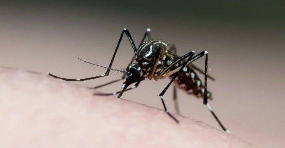 Brasil lidera casos de dengue com 6,3 mi prováveis