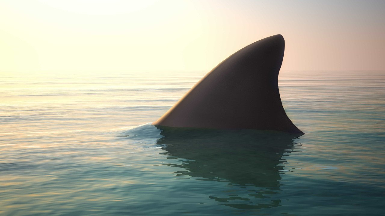 Jovem de 14 anos sofre ataque de tubarão na Florida, o 4.º este mês