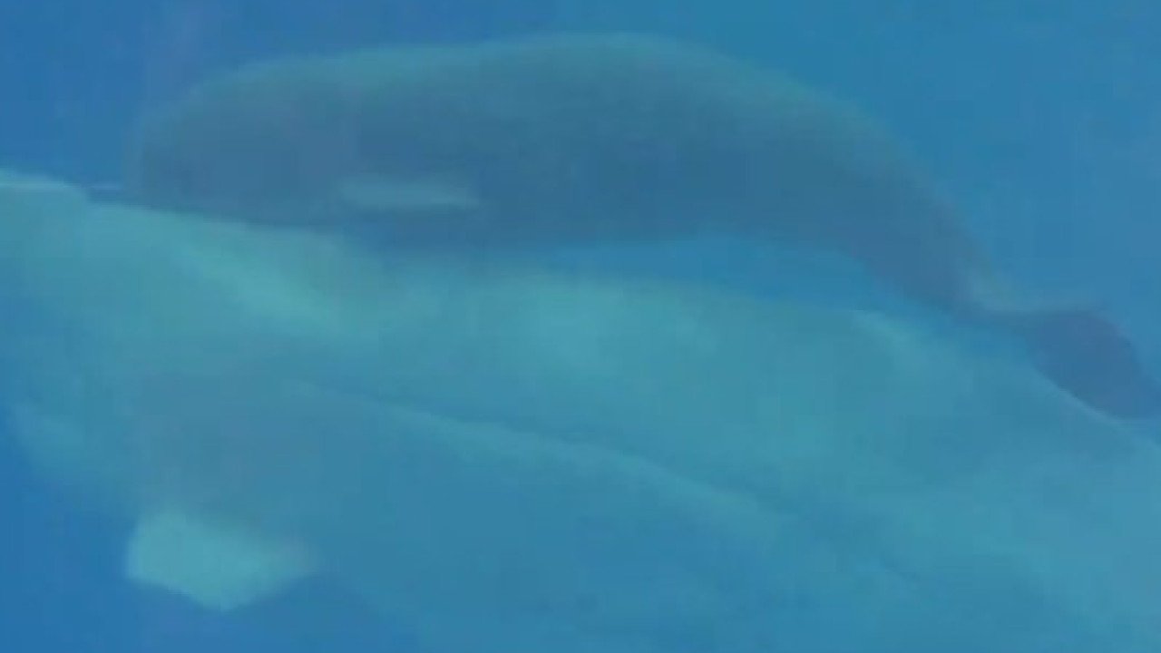 'Baby boom' submarino no Texas SeaWorld tem 2 novas crias (ora veja)