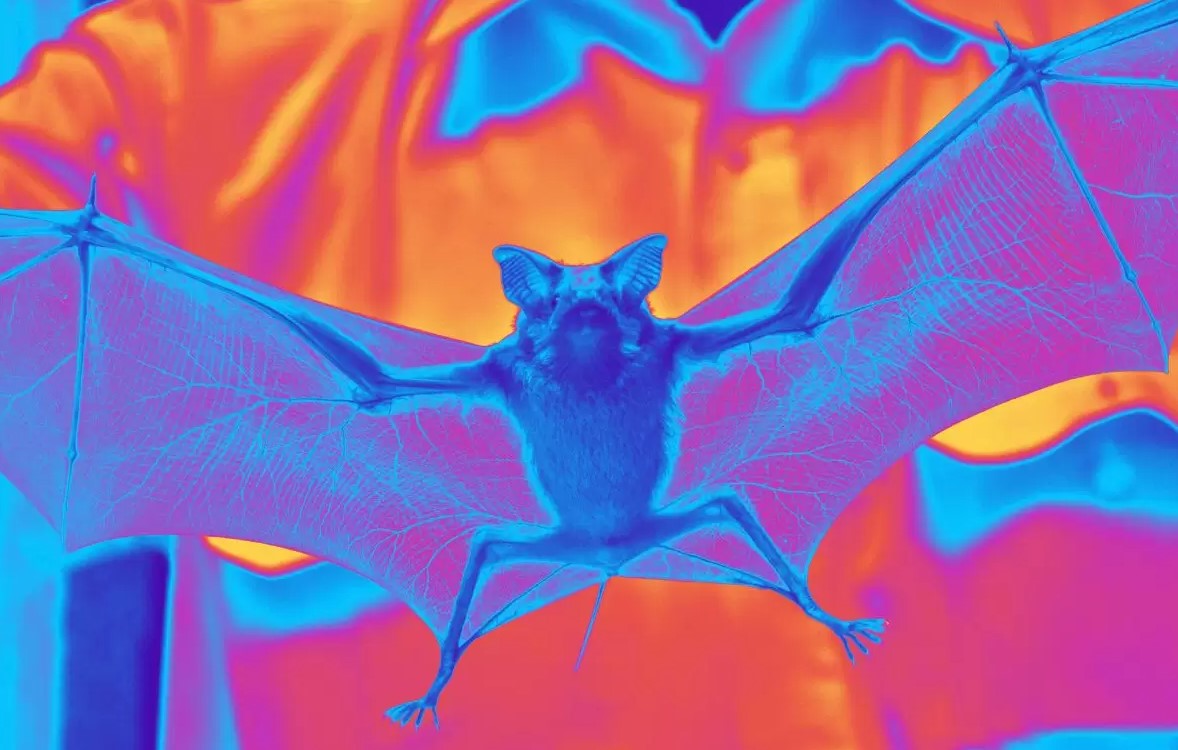 Instituto Pasteur de São Paulo realiza vigilância viral em morcegos: saiba mais sobre o projeto