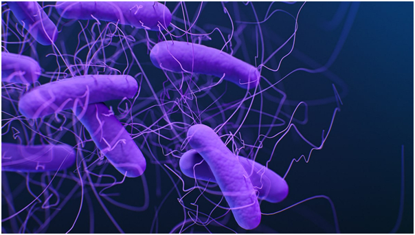 Proteína descoberta impacta equilíbrio intestinal e resposta do corpo a infecções bacterianas, revela estudo