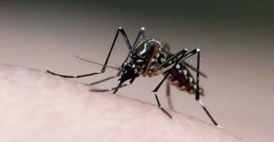 Brasil supera 5 mil mortes por dengue