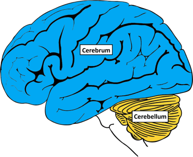 Estudo aponta que atrofia do cerebelo em paciente com epilepsia está relacionada à doença, não ao uso de medicamentos