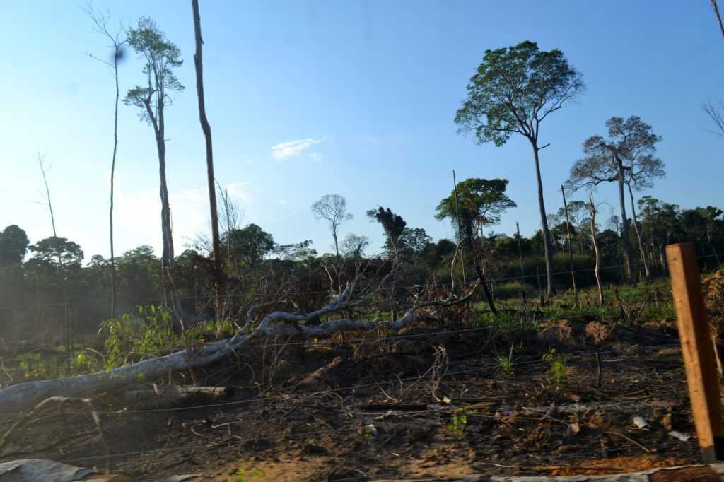 Estudo aponta necessidade de fortalecimento das ações de proteção de florestas no Brasil para atingir metas internacionais