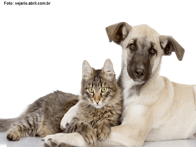 Equipes nas ruas vacinando animais de estimação: confira as novidades