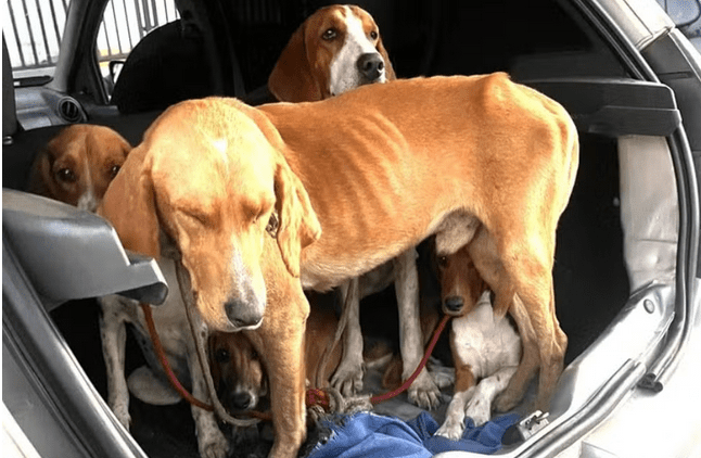 Foragido capturado com cães em maus tratos em SAJ