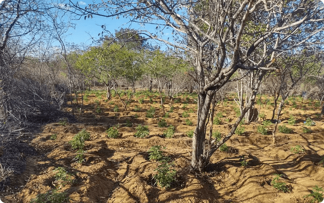 Operação policial erradica plantação de maconha em Curaçá