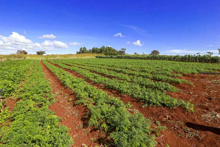 Avanço histórico: 2,3 milhões de hectares de terras federais são destinados a indígenas e reforma agrária