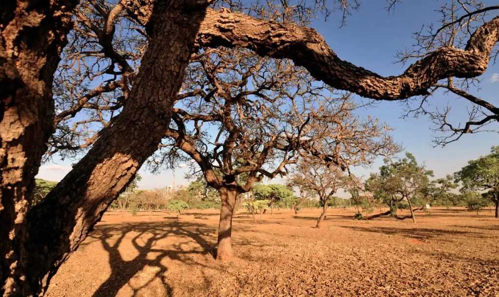 Desertificação na Caatinga: redução drástica de mais de 50% na funcionalidade do solo