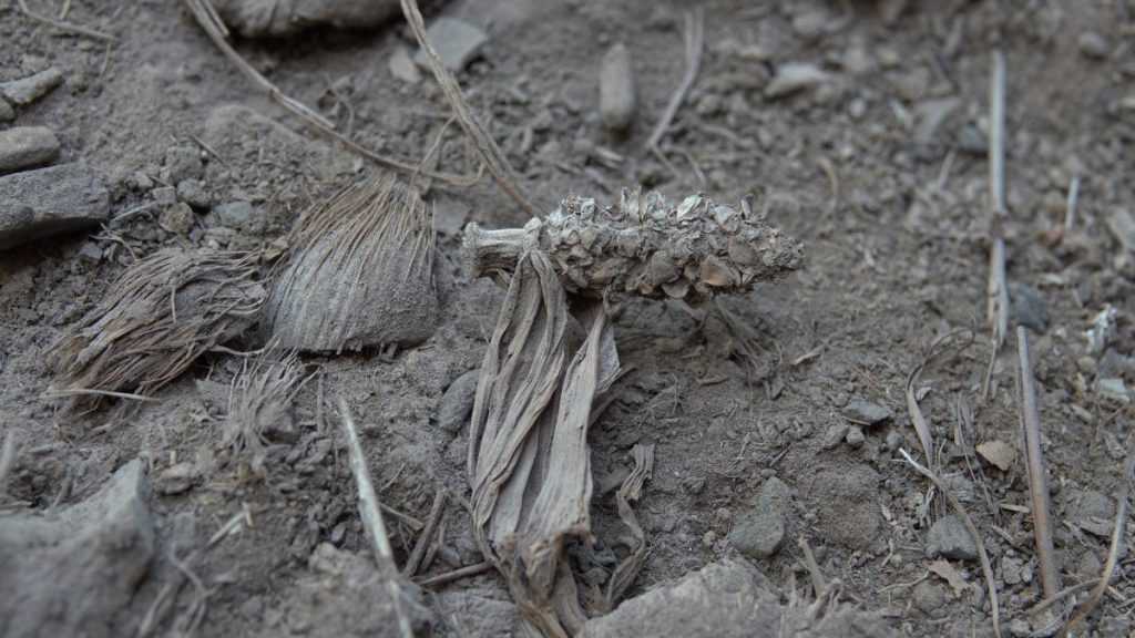 Descoberta de milho parcialmente domesticado em cavernas de Minas Gerais: um marco na história da agricultura