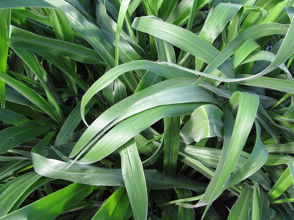 Estudo investiga impacto de bactéria promotor de crescimento em plantas de capim-marandu