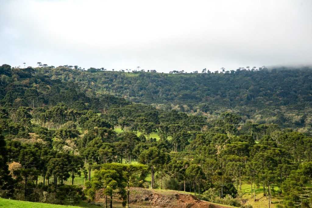 Como o Paleoclima e a Atividade Humana Influenciaram a Formação da Floresta de Araucárias no Brasil