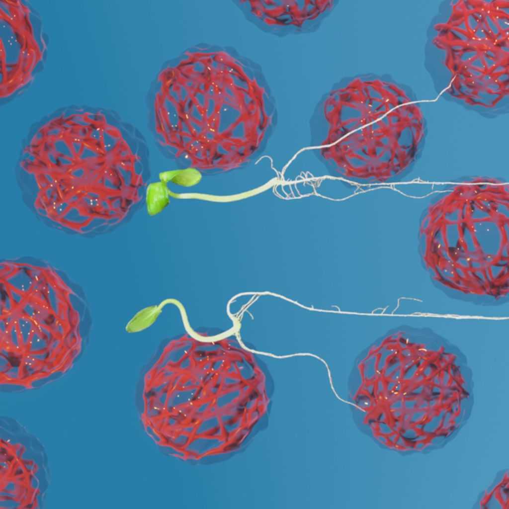 Benefícios do uso de microgéis e nanogéis com ferro na germinação da planta de pepino