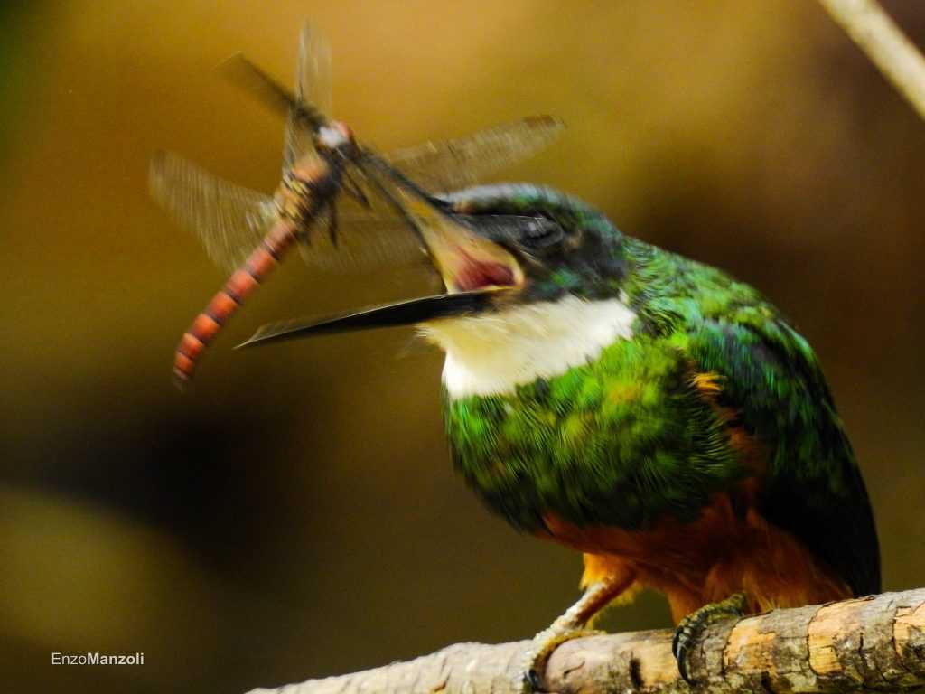 Diversidade funcional de aves insetívoras na Mata Atlântica é influenciada por cobertura florestal e tipo de ambiente