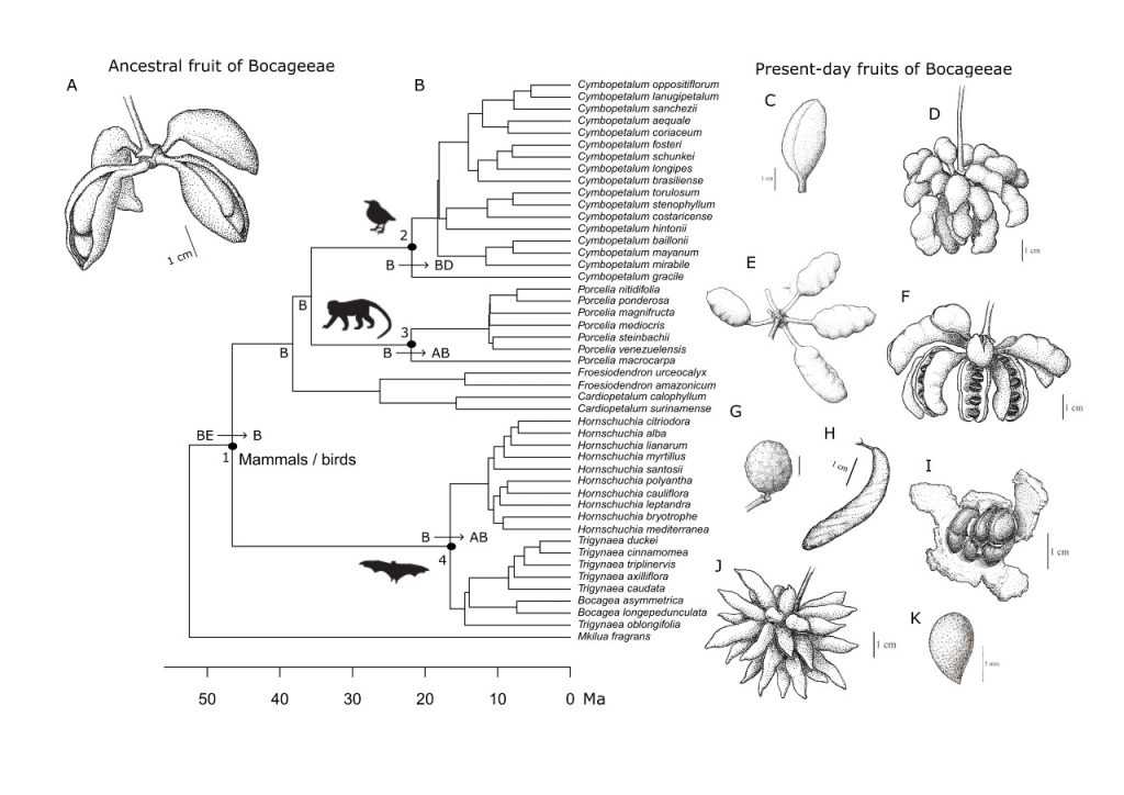 Explorando a dispersão e evolução da planta ancestral: pesquisadores traçam seu mapa