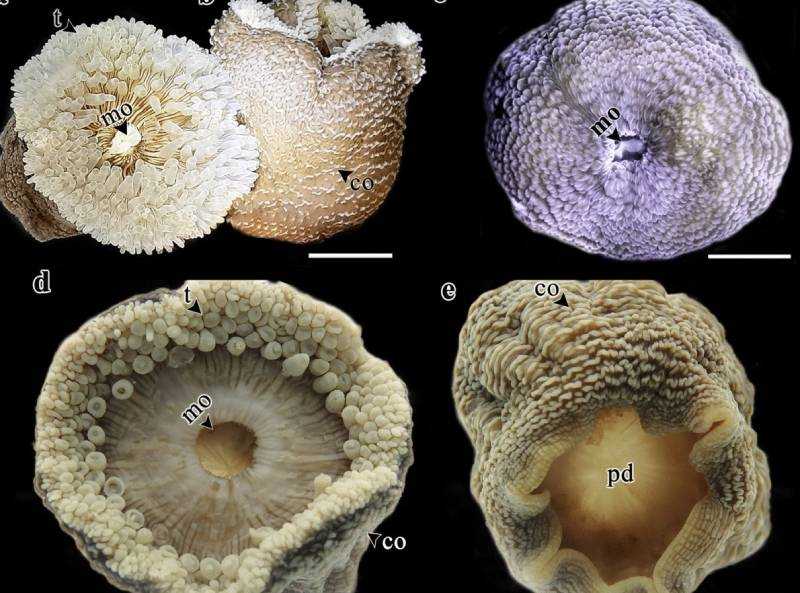 Grupo da Unesp descobre nova espécie de anêmona-do-mar em Ubatuba: Confira os detalhes da recente descoberta