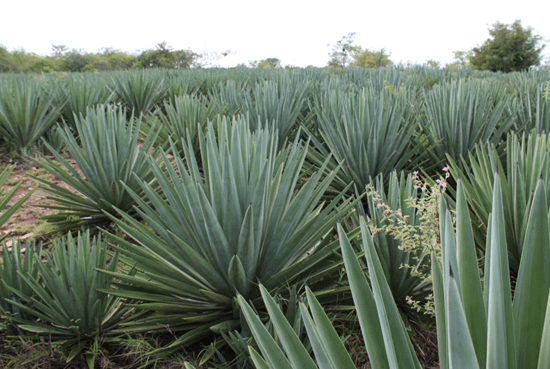 Agave: Pesquisadores brasileiros buscam transformar a planta em alternativa à cana-de-açúcar no sertão