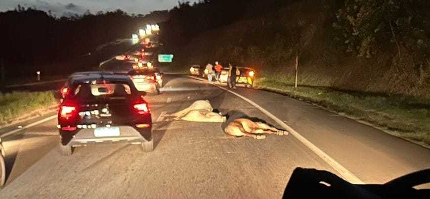 Vacas invadem Via Parafuso e colidem em carro