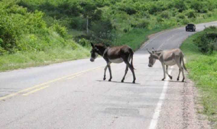 Animais Soltos em Vias Públicas Serão Apreendidos, e Donos Pagarão Multa Diária