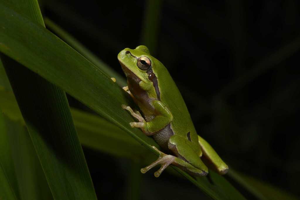 Uma rã-da-árvore oriental (Hyla orientalis), de coloração verde intensa, apoiada numa folha alongada em um ambiente escuro. Sua pele lisa, olhos dourados e linhas sutis em tons mais escuros ao longo do corpo são visíveis.