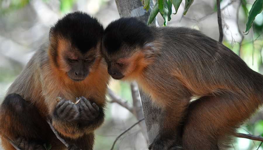 Estudo mostra que laços sociais são essenciais para macacos-prego adquirirem novas habilidades