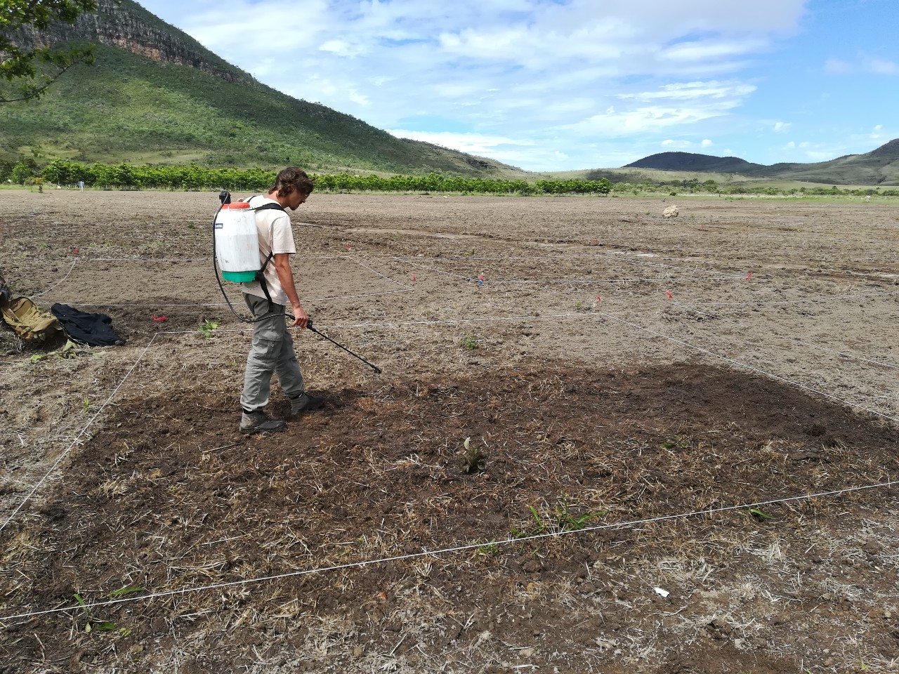 Estudo aponta que aumento da acidez do solo diminui capim invasor e promove restauração da vegetação nativa do Cerrado