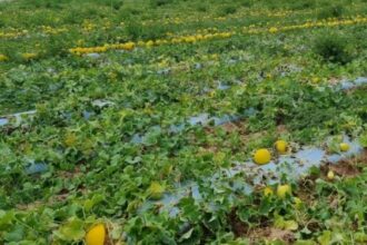 Como um Sistema de Sensoriamento Remoto Está Mapeando o Uso de Plástico na Agricultura