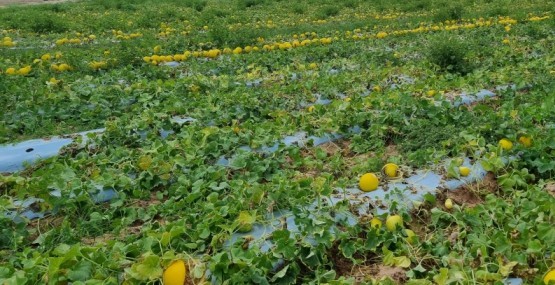 Como um Sistema de Sensoriamento Remoto Está Mapeando o Uso de Plástico na Agricultura