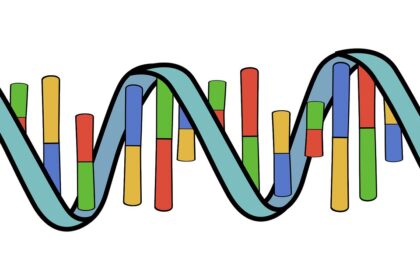 Pesquisa Identifica Genes do Córtex Cerebral Associados à Disfunção Neuronal