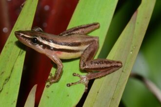 Projeções para 2100: Perda de Mais de 80% das Áreas Adequadas para Espécies de Anfíbios no Pantanal e Região