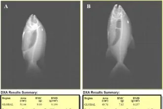 Técnica Inovadora e Não Invasiva Avalia Composição Corporal de Peixes Vivos com Mais Precisão e Menor Custo