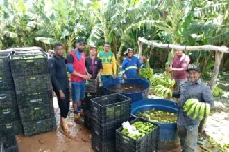 Primeira colheita de banana no Baixio de Irecê destaca fruticultura baiana